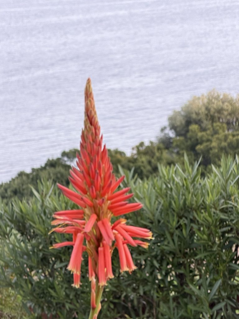 AloeVera Blüte Dezember
